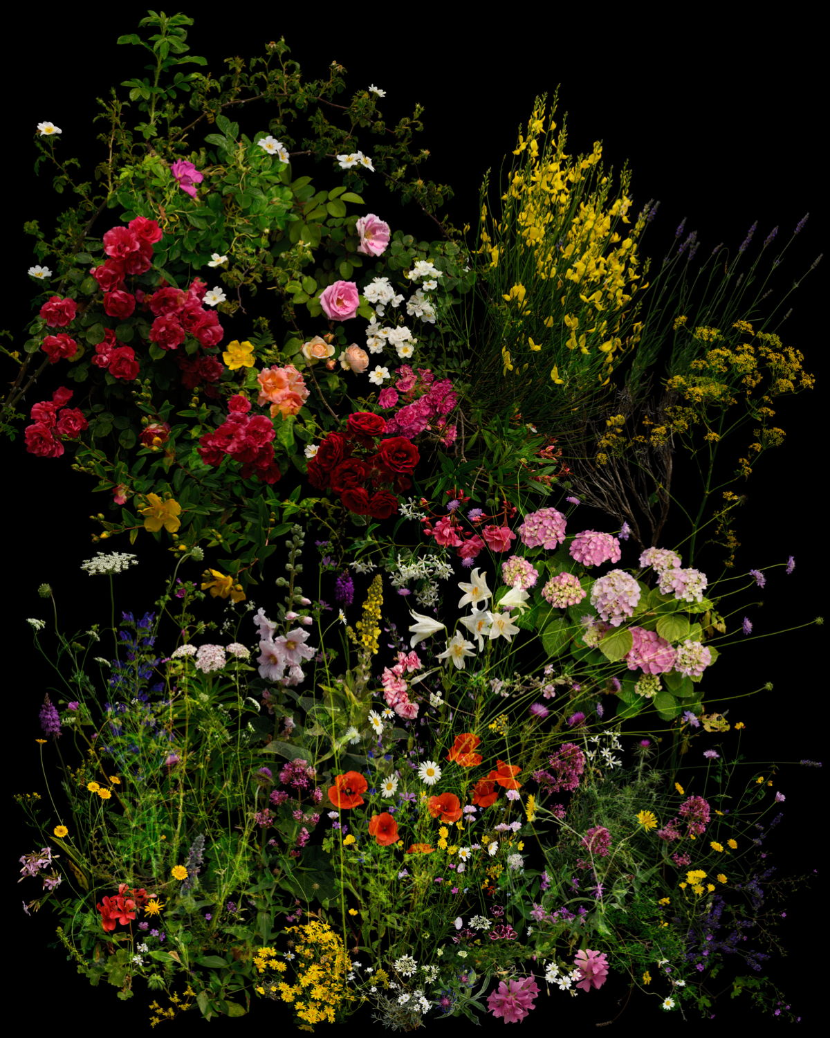 Till Cremer, Montenero val Cocchiara / Abruzzischer Apennin, Juni 2024, aus der Serie-bloom-portraits-2024-2025